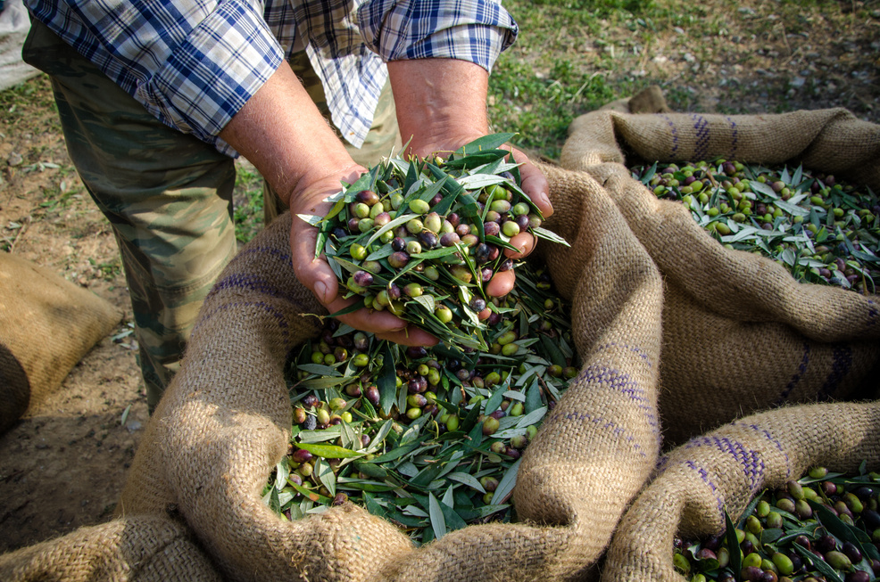 Harvested fresh olives.